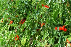 pomodorini