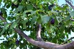 prugne