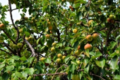 pere