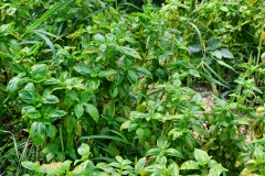 verdure